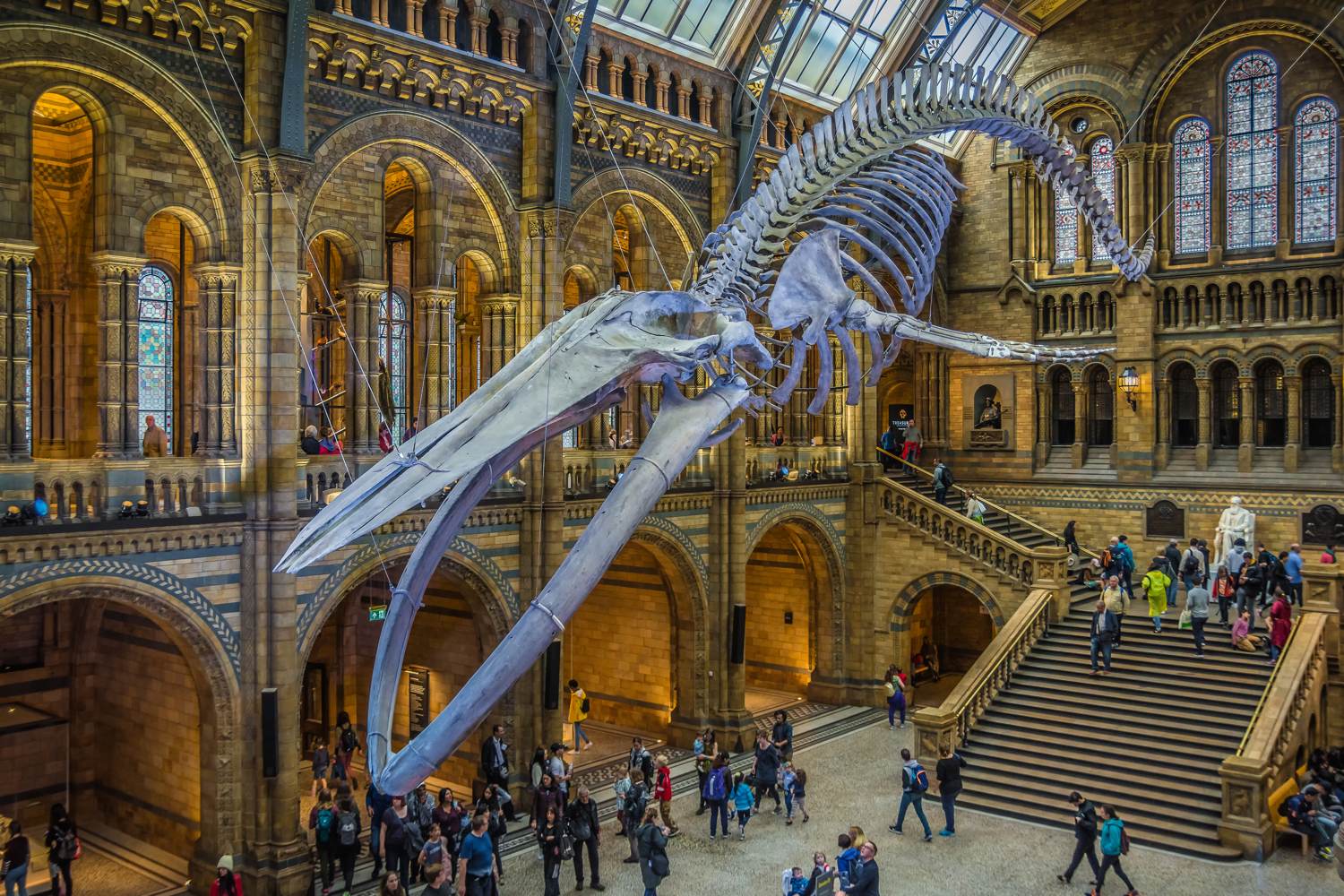 Natural History Museum Blue Whale skeleton